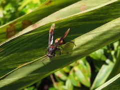 Polistes sagittarius