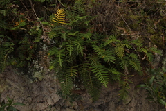 Pleopeltis orientalis