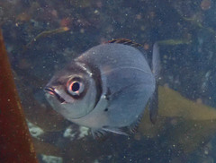 Boopsoidea inornata