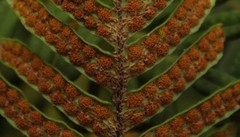 Pleopeltis orientalis