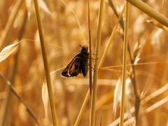 Hylephila fasciolata