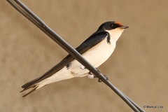 Hirundo aethiopica