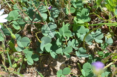 Indigofera procumbens