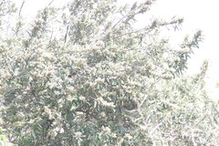 Brachylaena transvaalensis