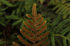 Pleopeltis orientalis