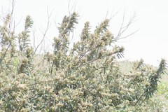 Brachylaena transvaalensis