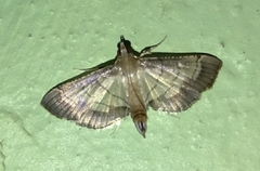 Spilomelini