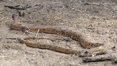 Diadem Snake photo 4