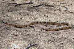 Diadem Snake photo 3