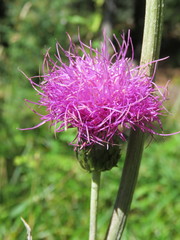 Cirsium heterophyllum