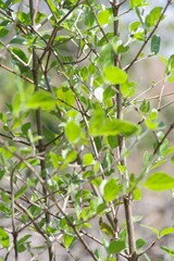 Afrocanthium mundianum