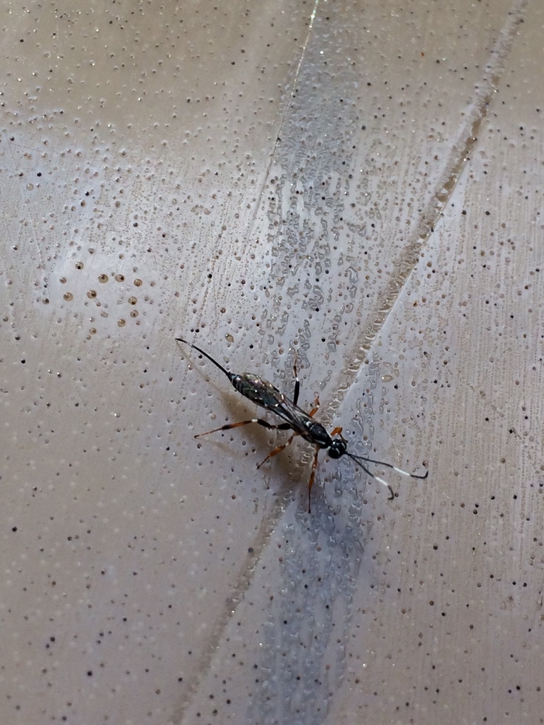Xorides albopictus