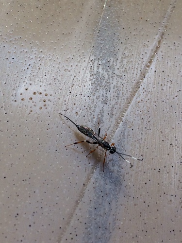 Xorides albopictus