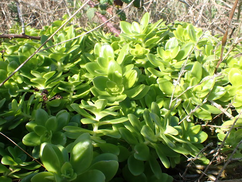 Sedum confusum