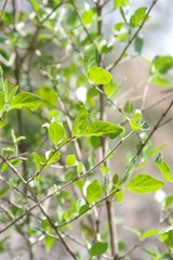Afrocanthium mundianum