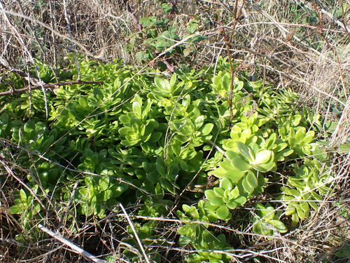 Sedum confusum, photograph 3