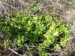 author not stated, no rights reserved Sedum confusum, photograph author not stated, no rights reserved