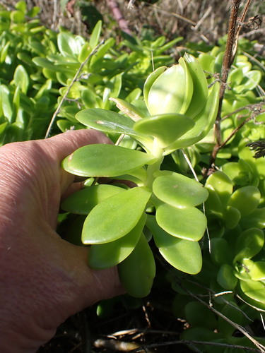 Sedum confusum, photograph 4