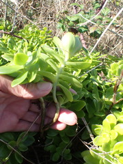 author not stated, no rights reserved Sedum confusum, photograph author not stated, no rights reserved