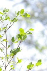 Afrocanthium mundianum