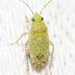 Pseudatomoscelis seriatus - Photo (c) assmann,  זכויות יוצרים חלקיות (CC BY-NC), הועלה על ידי assmann
