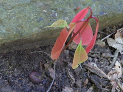 Endiandra microneura