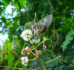 Lepidoptera