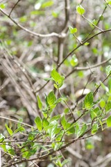 Afrocanthium mundianum