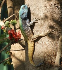 Acanthocercus atricollis