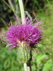 Cirsium heterophyllum