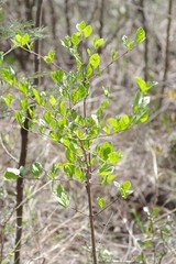 Afrocanthium mundianum