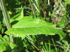 Cirsium heterophyllum