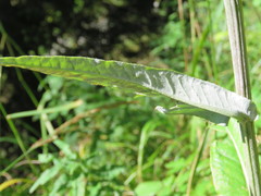 Cirsium heterophyllum