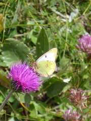Colias phicomone
