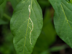 Liriomyza huidobrensis
