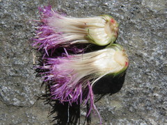 Cirsium heterophyllum