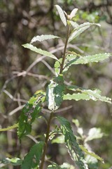 Brachylaena transvaalensis