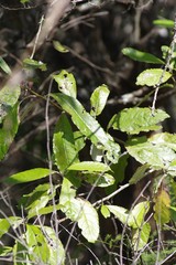 Brachylaena transvaalensis