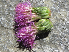 Cirsium heterophyllum