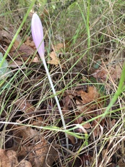 Colchicum autumnale