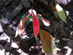 Endiandra microneura