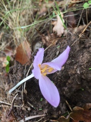 Colchicum autumnale