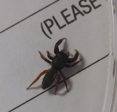 Metacyrba taeniola similis