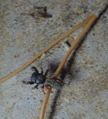 Metacyrba taeniola similis