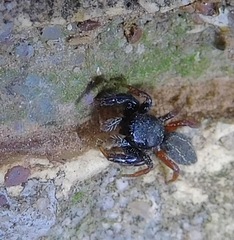 Metacyrba taeniola similis