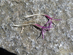 Cirsium heterophyllum