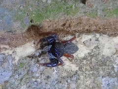 Metacyrba taeniola similis