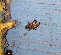 Rhyparochromus vulgaris