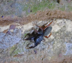 Metacyrba taeniola similis