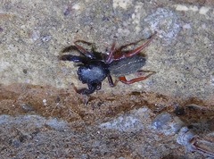 Metacyrba taeniola similis